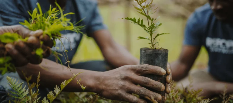 What would happen if we planted a tree for every load?